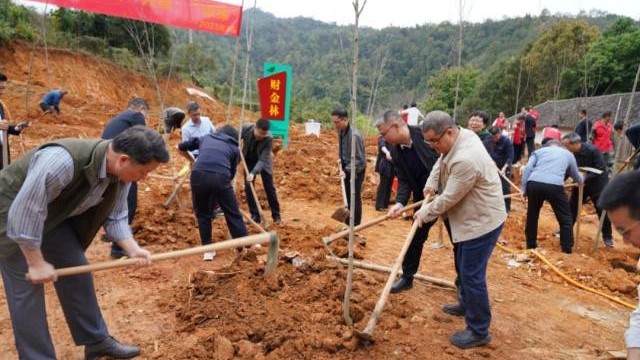 梅州市各地各部门积极开展义务植树活动助推绿美梅州生态建设
