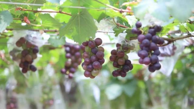 瓜果飘香！江门这个生态村落盛夏甜出新高度，攻略→